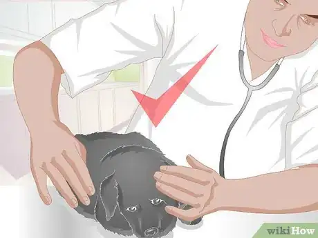 Image titled Take Care of an Injured Stray Puppy Step 12