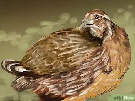 Image titled Raise Quail Step 10