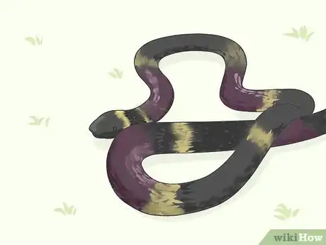 Image titled Identify Snakes Step 1