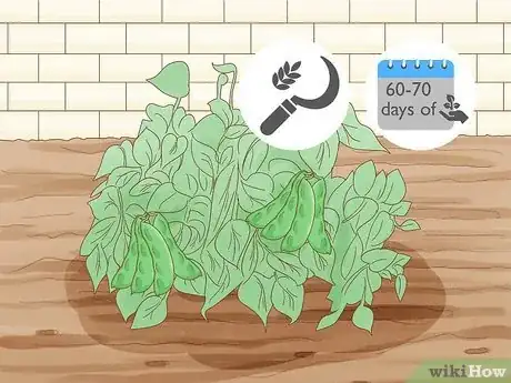 Image titled Grow Lima Beans Step 11