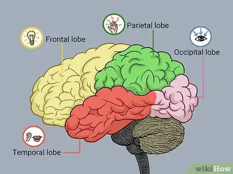 Image titled Understand the Four Main Parts of the Brain Step 2