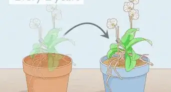 Save an Orchid from Root Rot