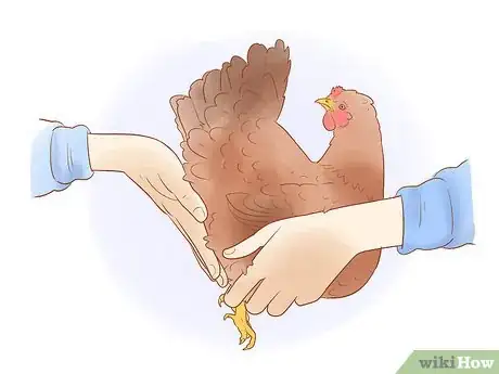 Image titled Tell when a Hen Is Ready to Lay Step 3