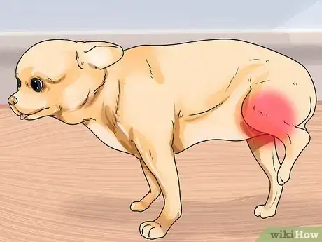 Image titled Help Dogs with Joint Problems and Stiffness Step 3