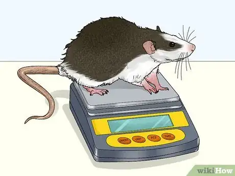 Image titled Care for a Rat That Had a Stroke Step 1