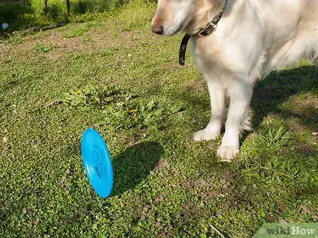 Image titled Teach a Dog How to Catch a Frisbee Step 3