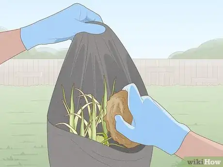 Image titled Get Rid of Nutgrass Step 9