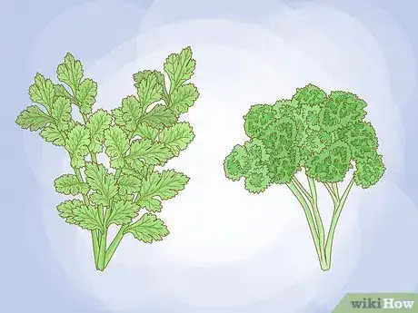 Image titled Grow Parsley Step 1