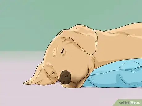 Image titled Help Your Dog Recover from Surgery Step 26