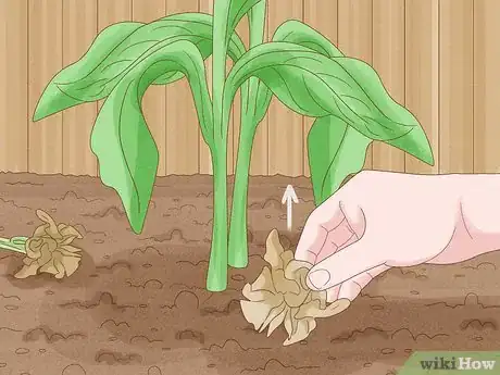 Image titled Grow Cannas Step 12