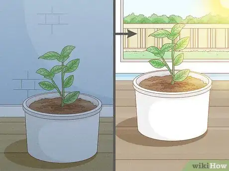 Image titled Revive a Plant Step 20