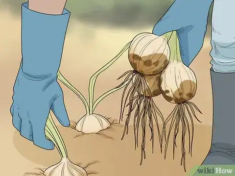 Image titled Grow an Onion from an Onion Step 12