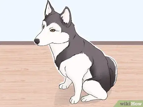 Image titled Identify an Alaskan Malamute Step 6