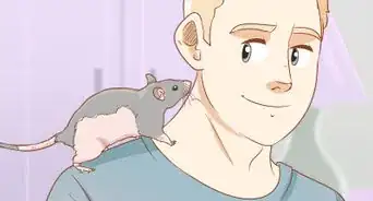 Care for a Pet Rat