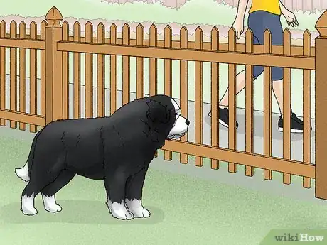 Image titled Identify a Saint Bernard Step 14