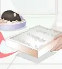 Litterbox Train Your Rat