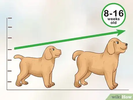 Image titled Tell Your Puppy's Age Step 12