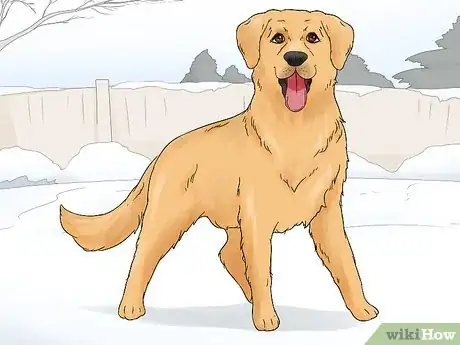 Image titled Identify a Golden Retriever Step 5