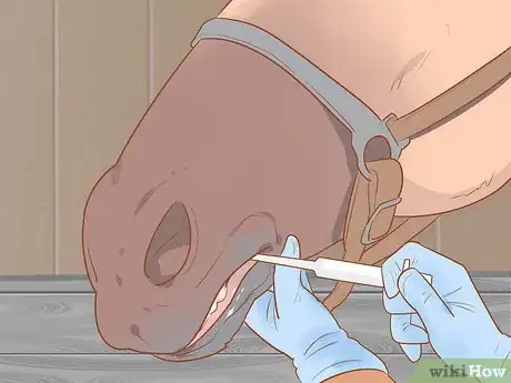 Image titled Care for a Pregnant Mare Step 17