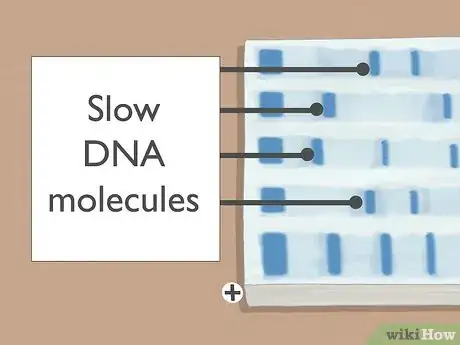 Image titled Read Gel Electrophoresis Bands Step 6