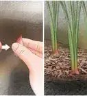 Plant Shallots