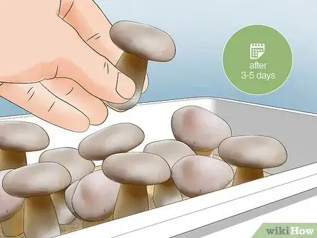 Image titled Grow Hydroponic Mushrooms Step 5