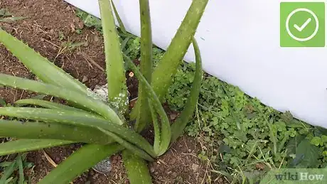 Image titled Plant Aloe Vera Step 16