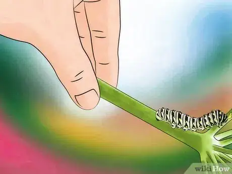 Image titled Keep Wild Caterpillars As Pets Step 5