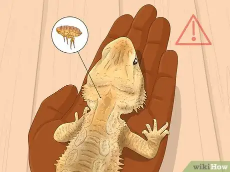 Image titled Give a Lizard a Bath Step 18