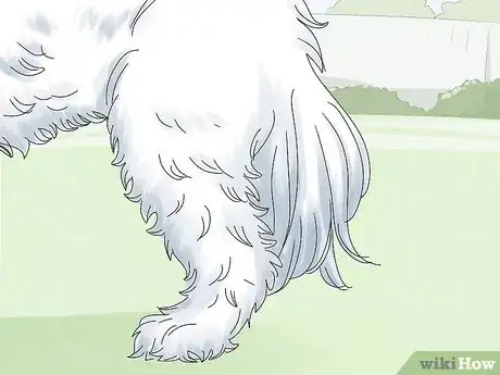 Image titled Identify a Maltese Dog Step 5