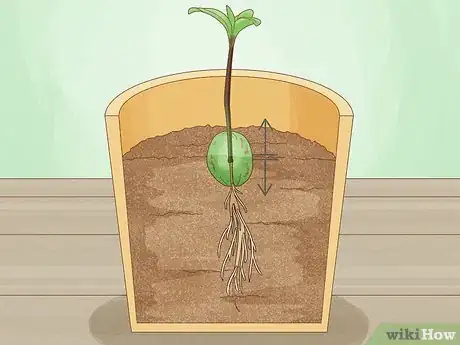 Image titled Plant Avocado Seed in Soil Step 9