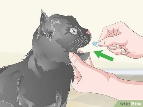 Image titled Help a Vomiting Cat Step 13