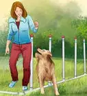 Build a Dog Agility Course