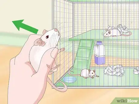 Image titled Stop Pet Mice from Fighting Step 12