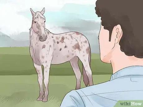 Image titled Identify an Appaloosa Horse Step 4