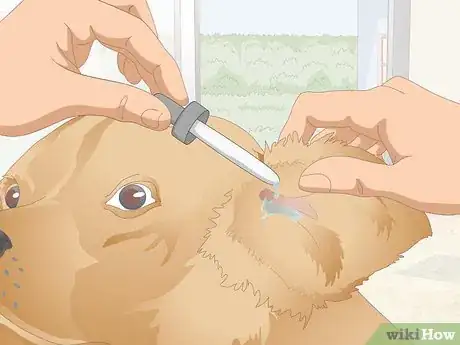 Image titled Clean Your Dog's Ears During a Yeast Infection Step 7