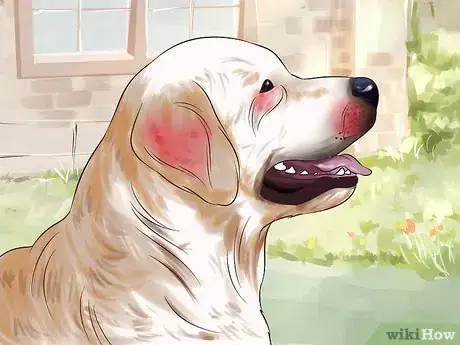 Image titled Diagnose Skin Allergies in Golden Retrievers Step 3