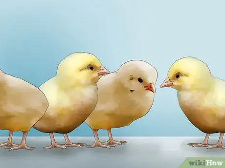 Image titled Raise Chickens for Eggs Step 12