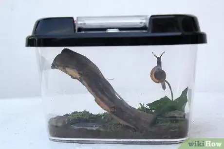 Image titled Keep a Pet Snail Step 6