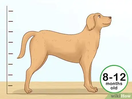 Image titled Tell Your Puppy's Age Step 15