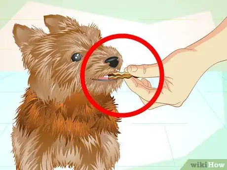 Image titled Keep Your Yorkie's Teeth Clean Step 12