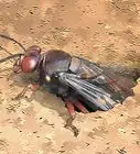 Get Rid of Ground Digger Wasps (Cicada Killers) from Your Lawn