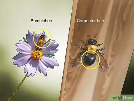 Image titled Identify Carpenter Bees Step 2