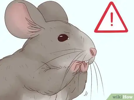 Image titled Help a Choking Chinchilla Step 4