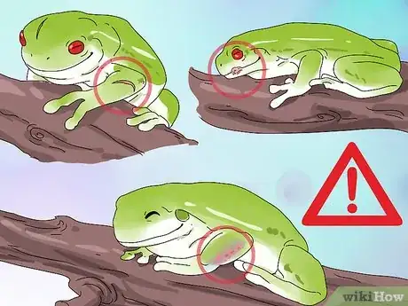 Image titled Diagnose Your Tree Frog's Illness Step 6