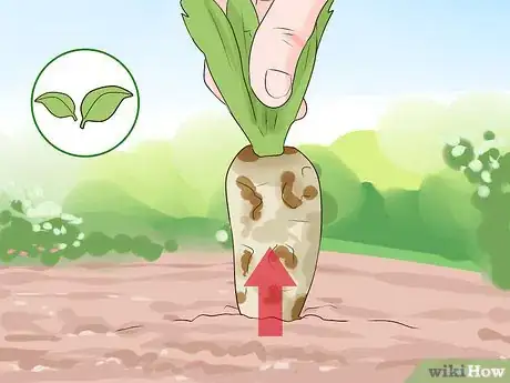 Image titled Harvest Chicory Step 1