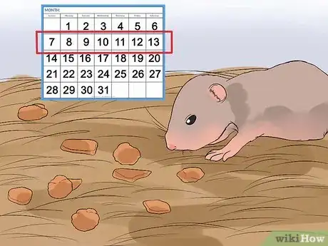 Image titled Breed Syrian Hamsters Step 23