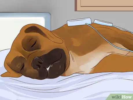 Image titled Treat a Dog with Cushing's Disease Step 15