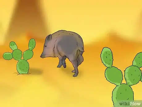 Image titled Care for a Javelina Step 9