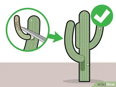 Image titled Prune Cactus Step 11